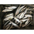 Bqf Frozen Seafood Fresh Sardine Fish